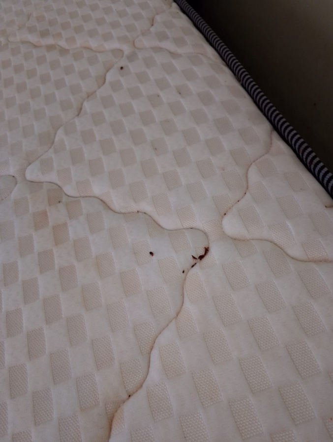 Manchas de sangre y chinches de cama sobre la superficie de un colchón