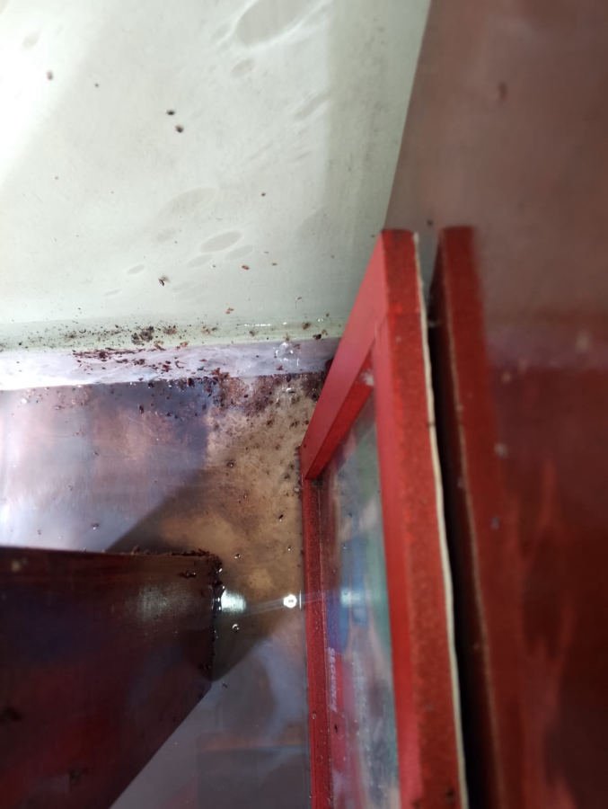 Infestación severa de chinches de cama en el rincón de una pared y una ventana